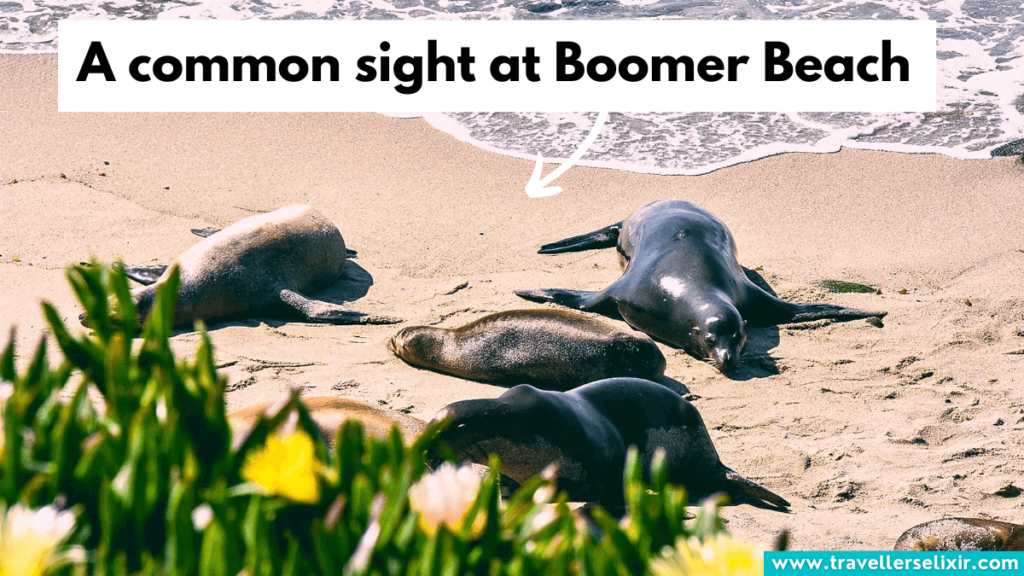 Seals and sea lions on Boomer Beach.