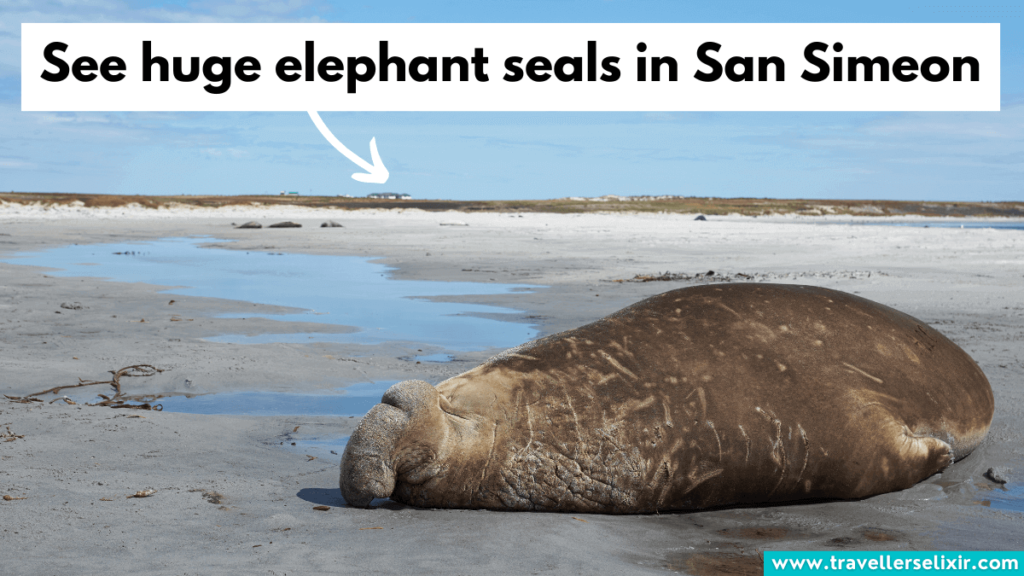 Elephant seal in San Simeon.