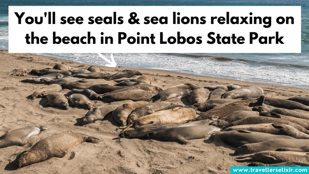 Seals and sea lions in Point Lobos State Park.
