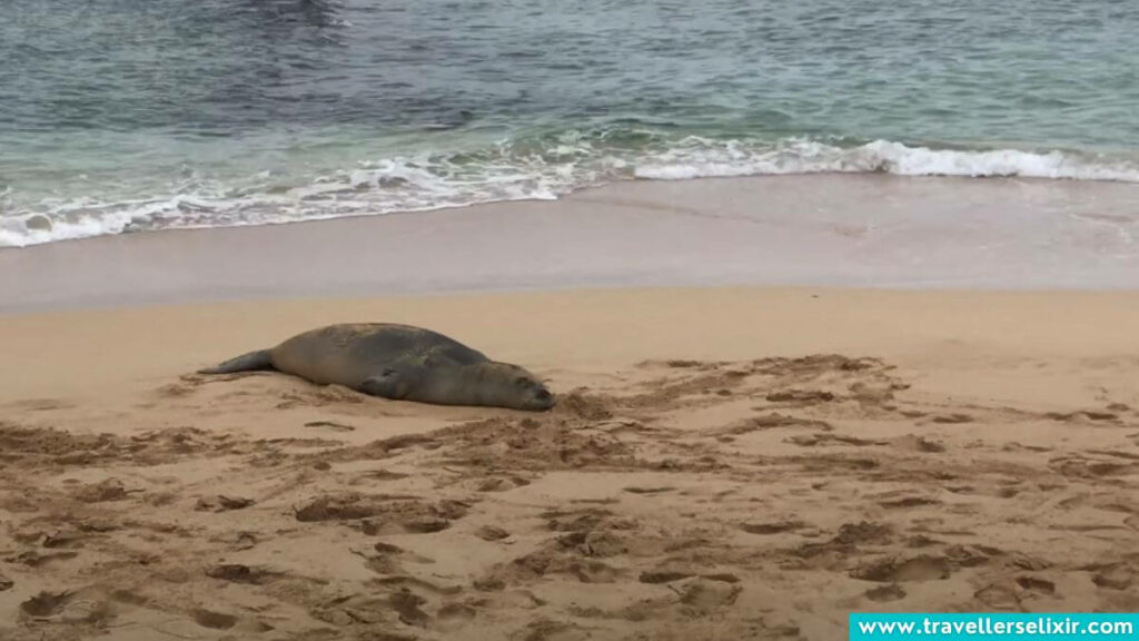 Seal in Hawaii