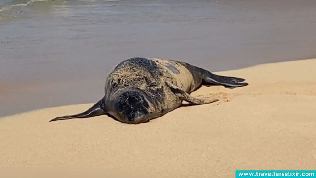 Seal in Hawaii