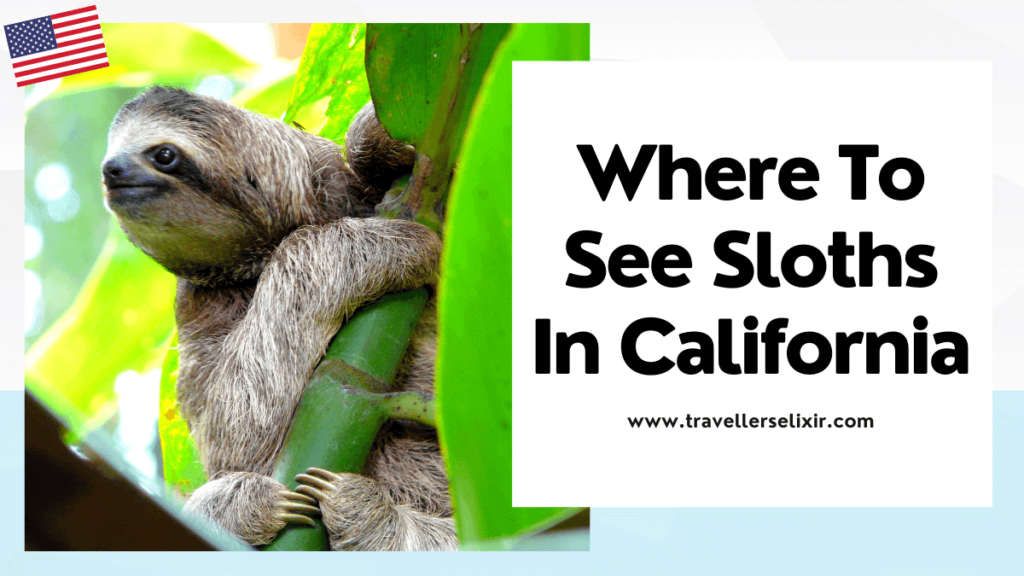 where to see sloths in California - featured image