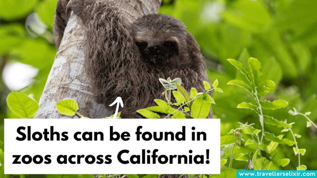 Sloth in California