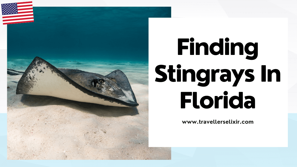 Where to see stingrays in Florida - featured image