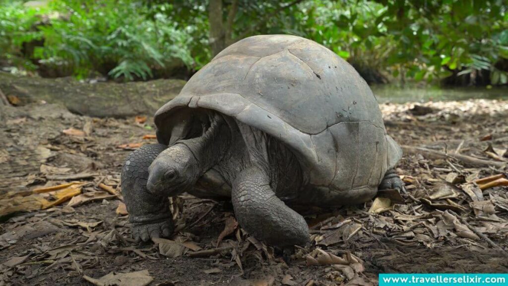 Turtle in Seychelles