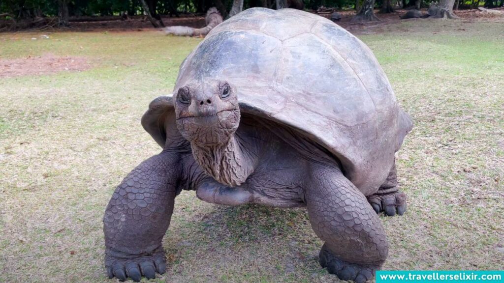 Tortoise in Seychelles