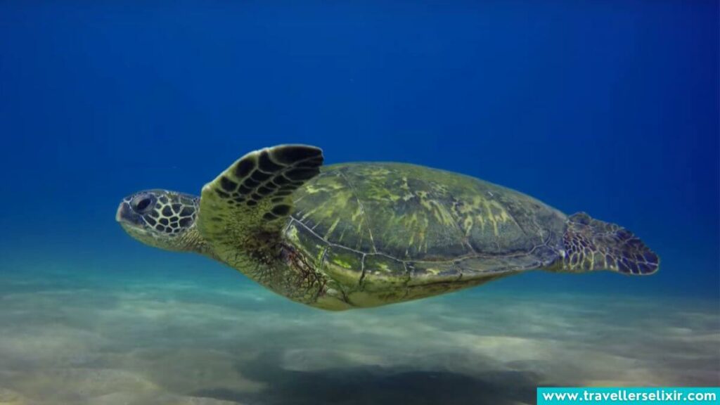 Turtle in Antigua