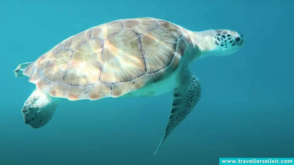 Turtle in Antigua