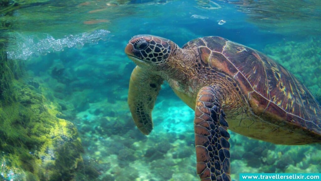 Turtle in Bahamas