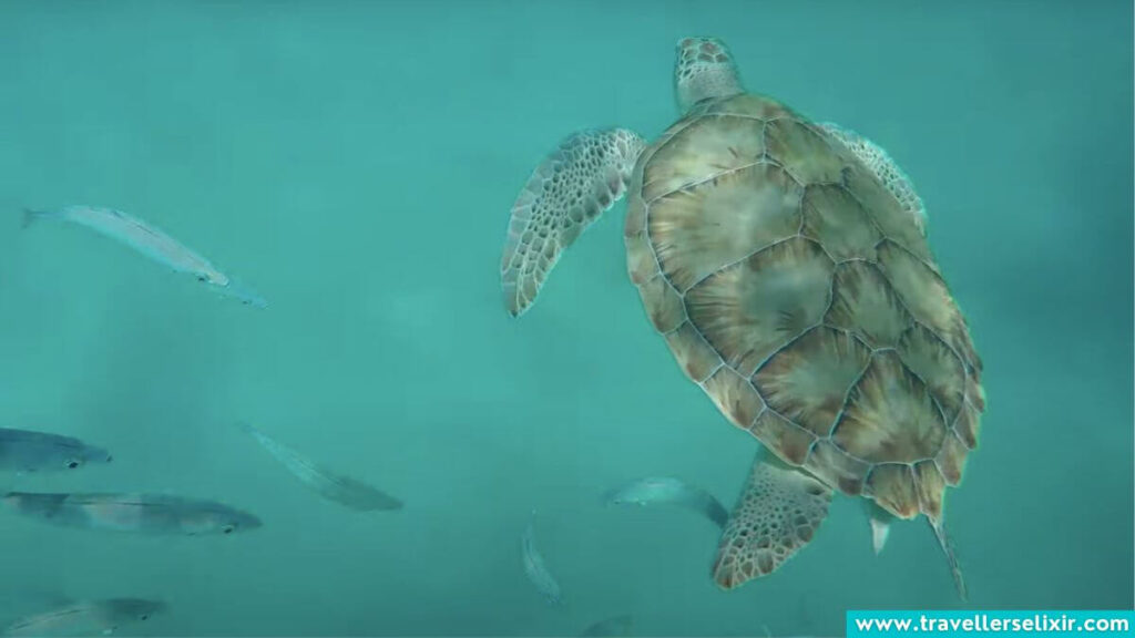 Turtles in Crete