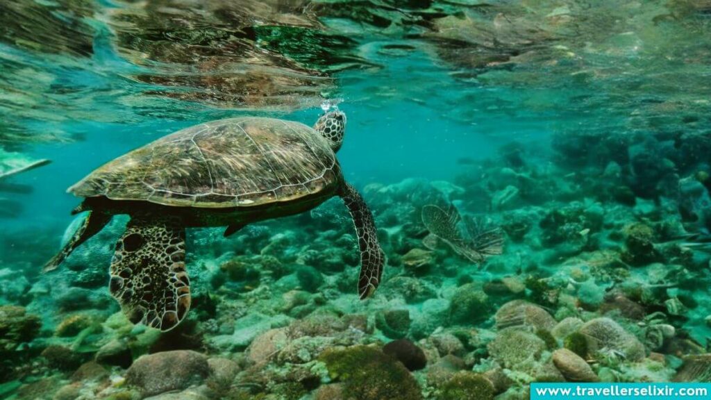 Turtles in Curacao