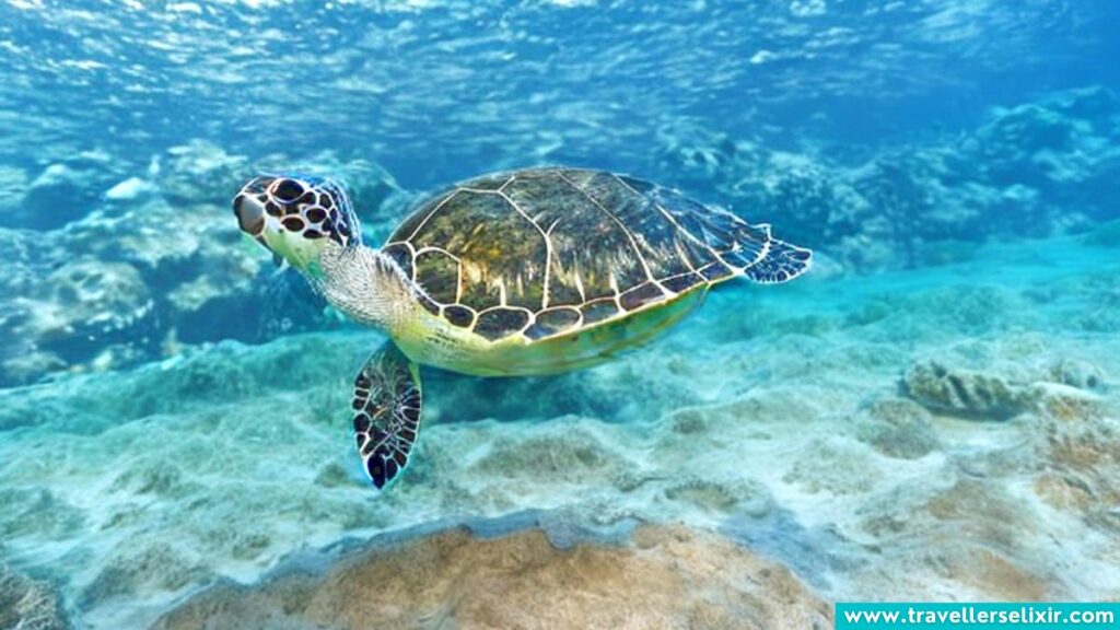 Turtles in Curacao
