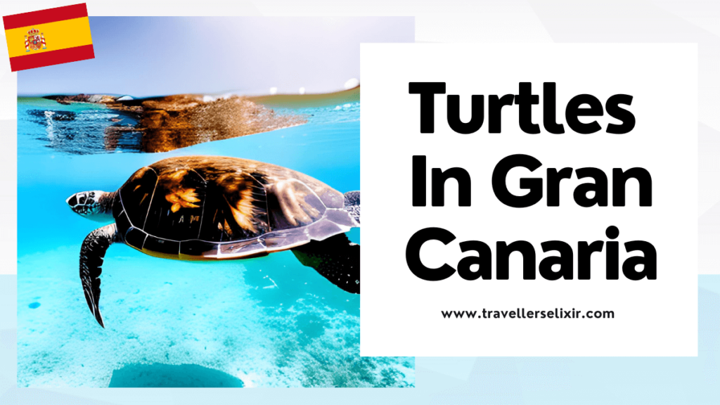 where to see turtles in Gran Canaria - featured image