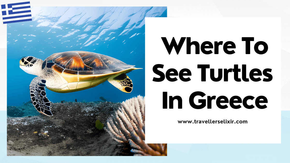 where to see turtles in Greece - featured image