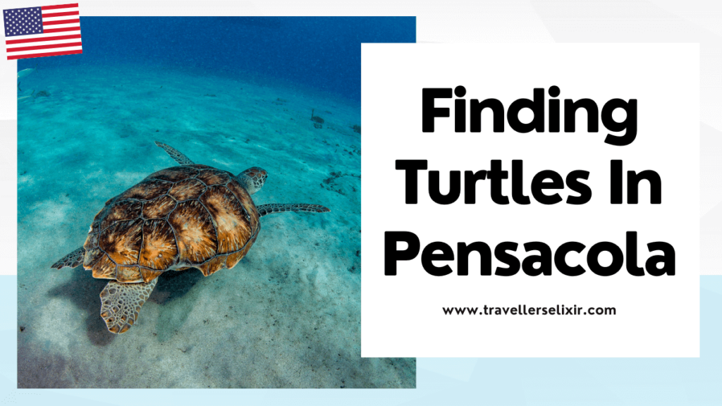 where to see turtles in Pensacola - featured image