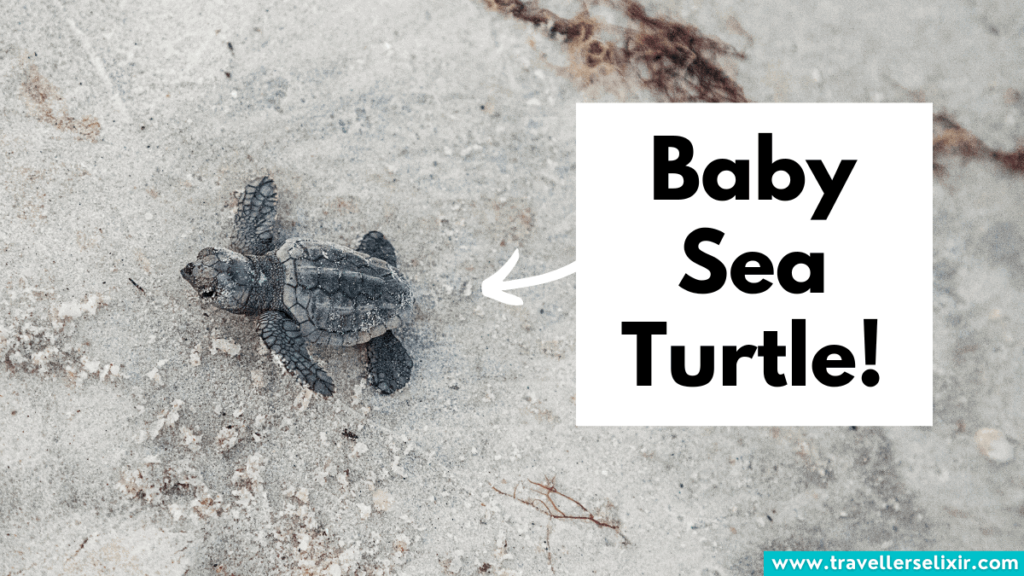Baby turtle in Pensacola