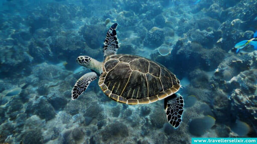 Turtle in Providenciales