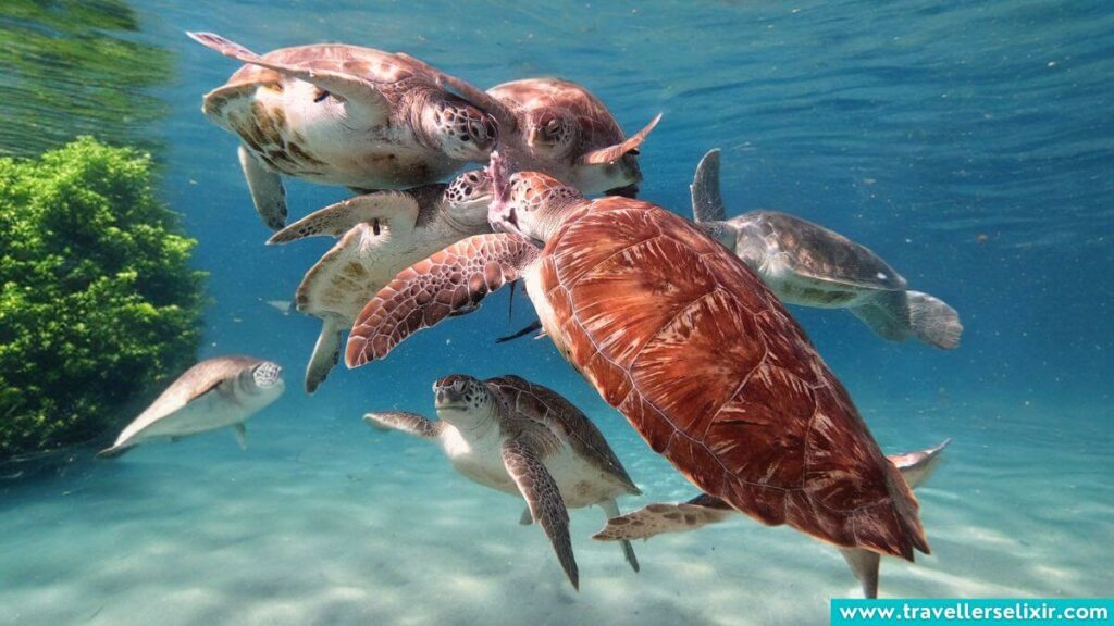 Turtles in Puerto Rico