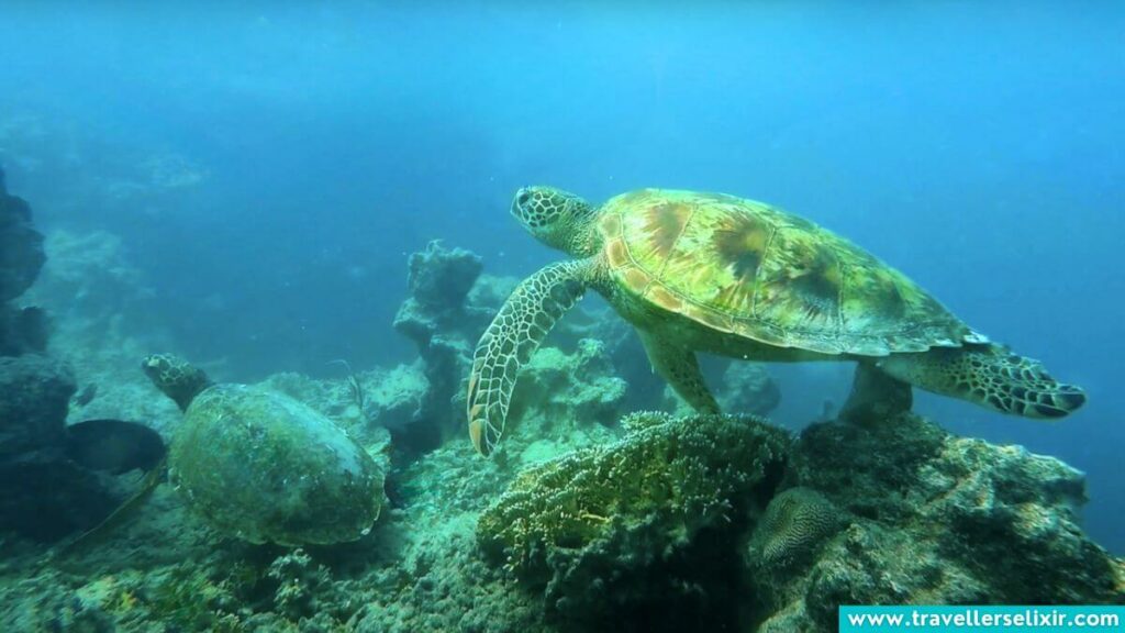 Turtle in Rarotonga