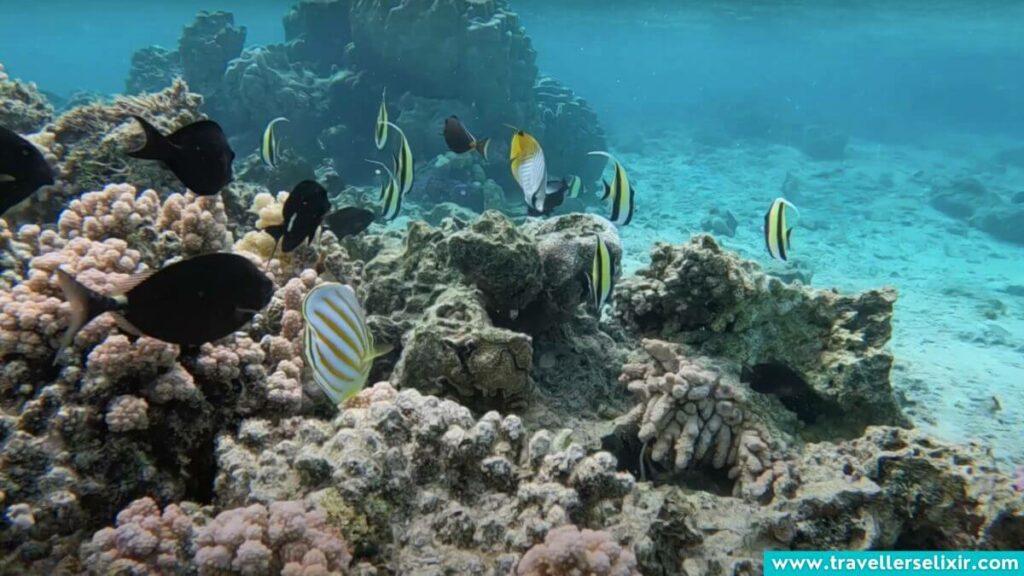 snorkeling in Rarotonga