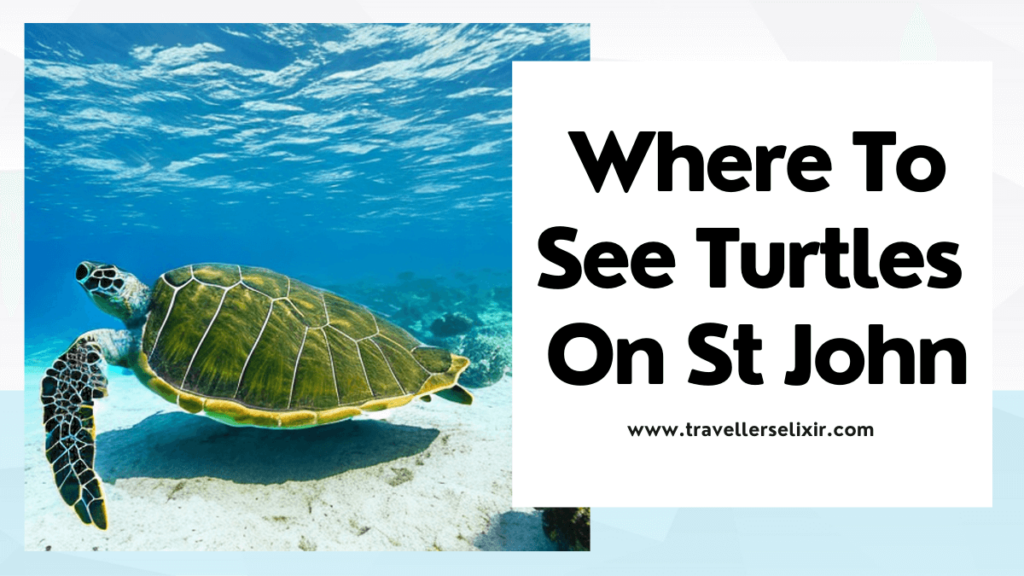 where to see turtles in St John - featured image
