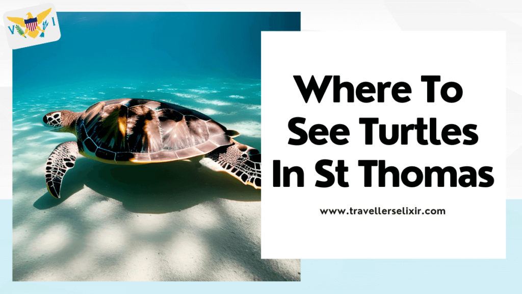 where to see turtles in St Thomas, USVI - featured image