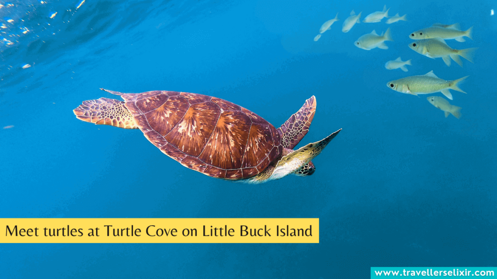 Turtles on Little Buck Island in St Thomas