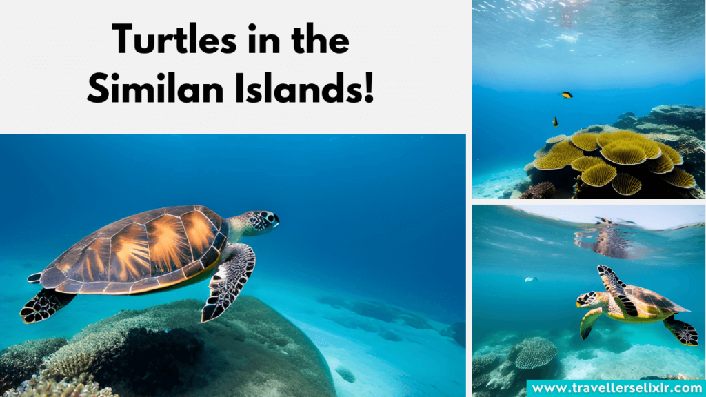 Turtles in the Similan Islands