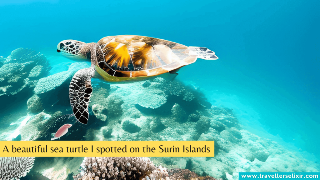Sea turtle on the Surin Islands