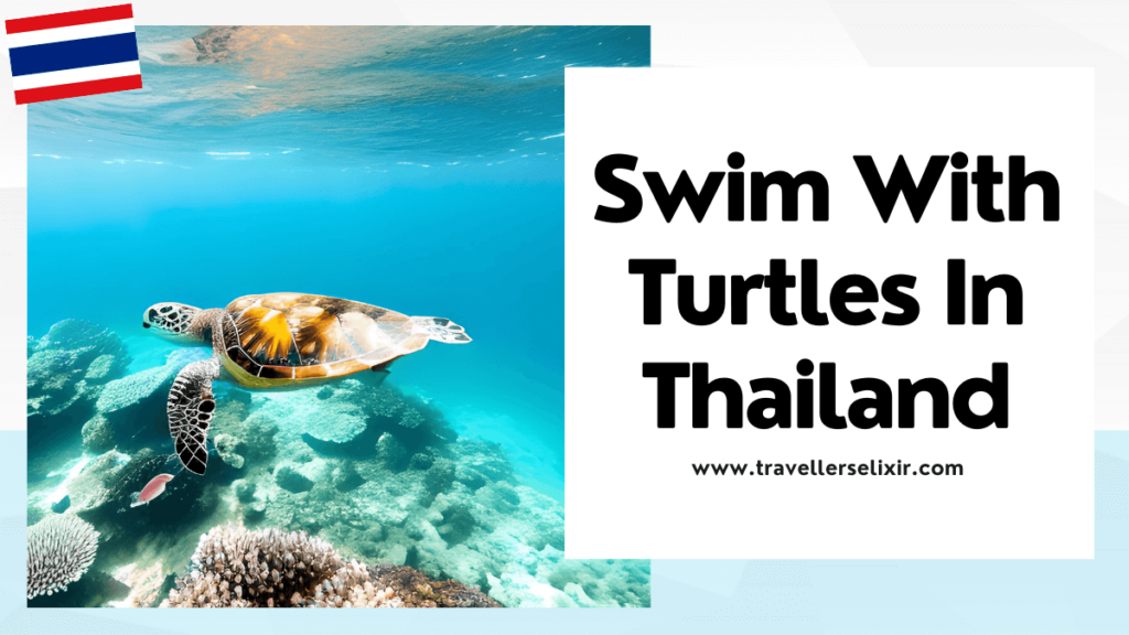 where to see turtles in Thailand - featured image