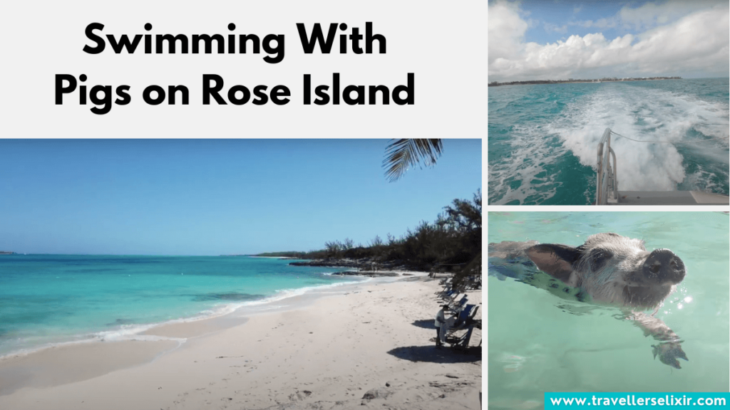 Swimming with Pigs on Rose Island