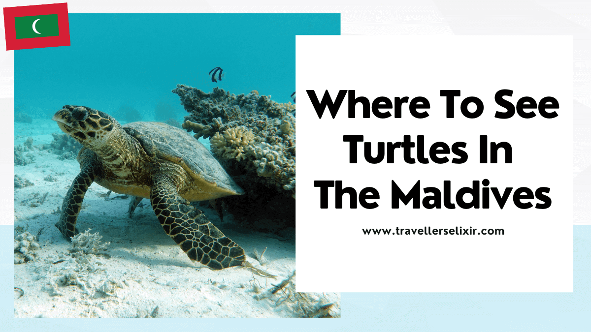 where to see turtles in the Maldives - featured image