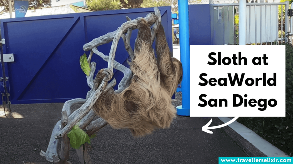 Sloths in California - featured image