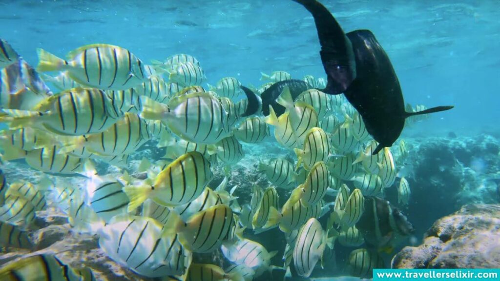 snorkeling in Bora Bora