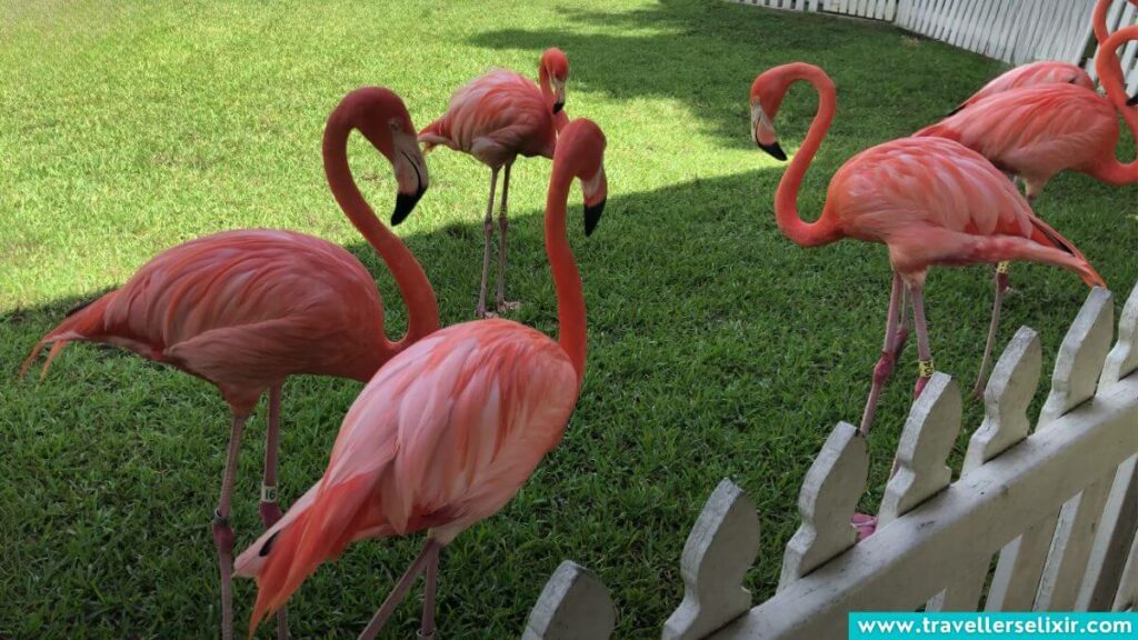 Flamingos in the Bahamas