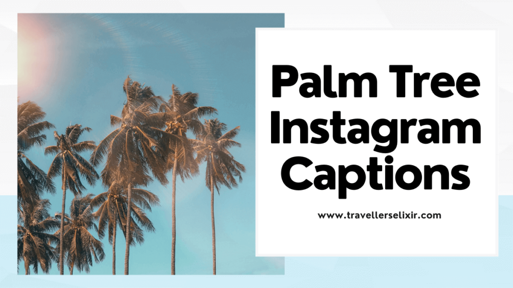 palm tree Instagram captions and quotes - featured image