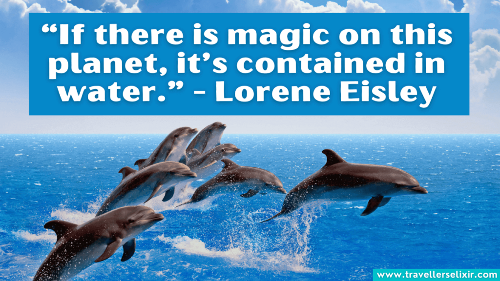 SeaWorld quote - “If there is magic on this planet, it’s contained in water.” - Lorene Eisley