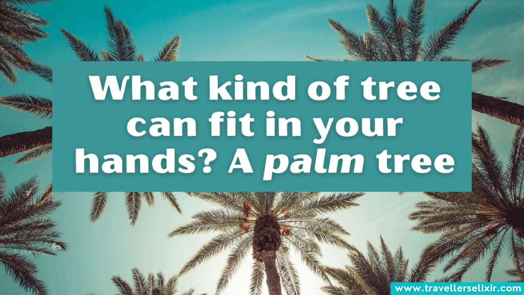 Funny Beverly Hills pun - What kind of tree can fit in your hands? A palm tree