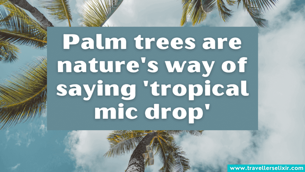 Cute palm tree Instagram caption - Palm trees are nature's way of saying 'tropical mic drop'