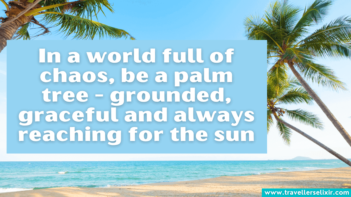 107 Palm Tree Captions For Instagram Puns, Quotes & Short Captions
