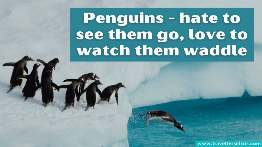 Cute SeaWorld caption for Instagram - Penguins - hate to see them go, love to watch them waddle