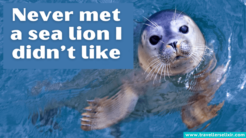 Cute SeaWorld Instagram caption - Never met a sea lion I didn’t like