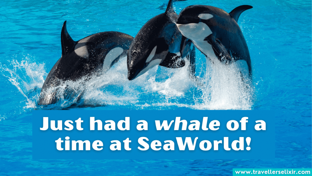 Funny SeaWorld pun - Just had a whale of a time at SeaWorld!