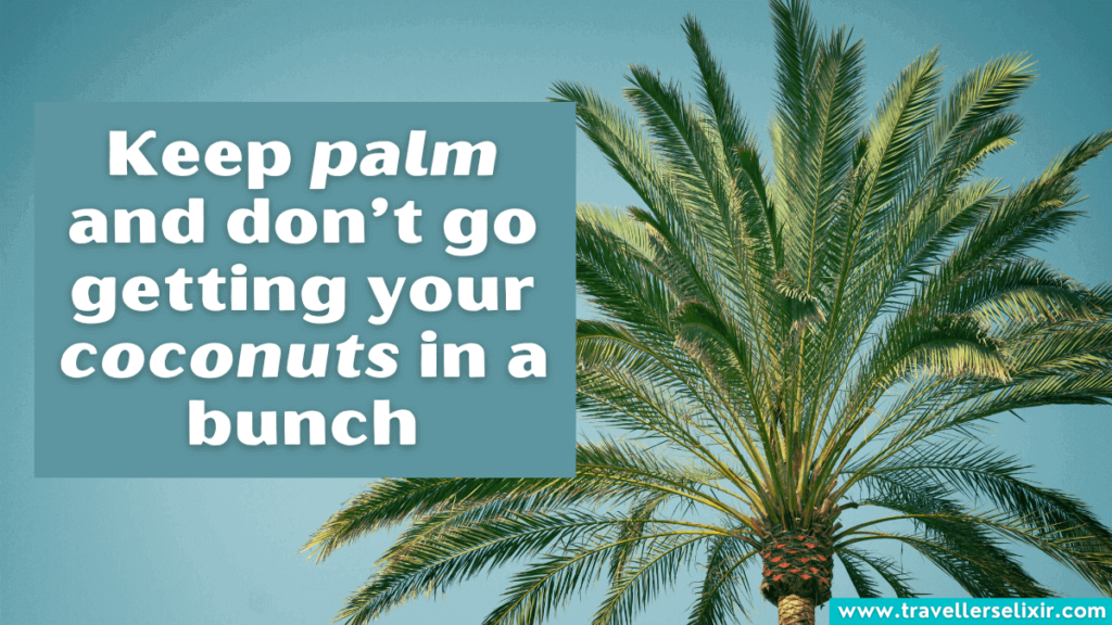 Funny palm tree pun - Keep palm and don’t go getting your coconuts in a bunch
