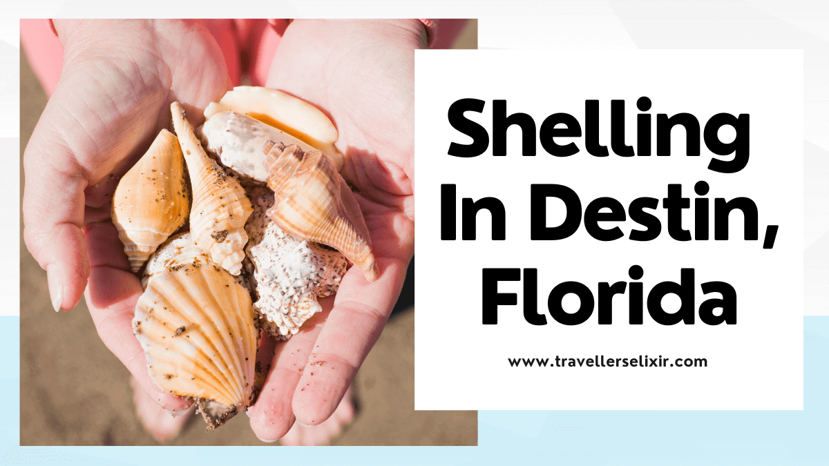 shelling in Destin, Florida - featured image