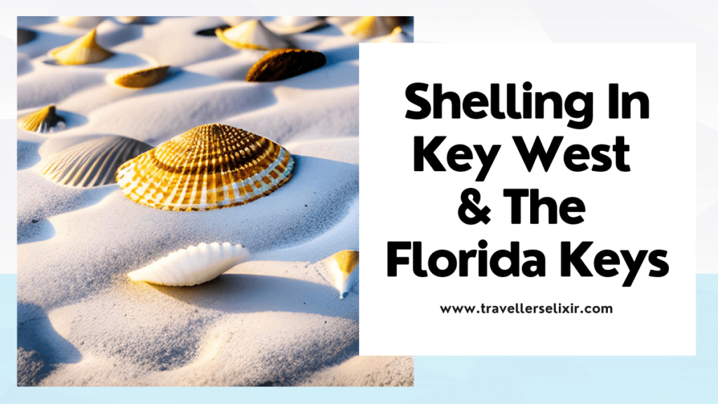 Shelling in Key West & the Florida Keys - featured image