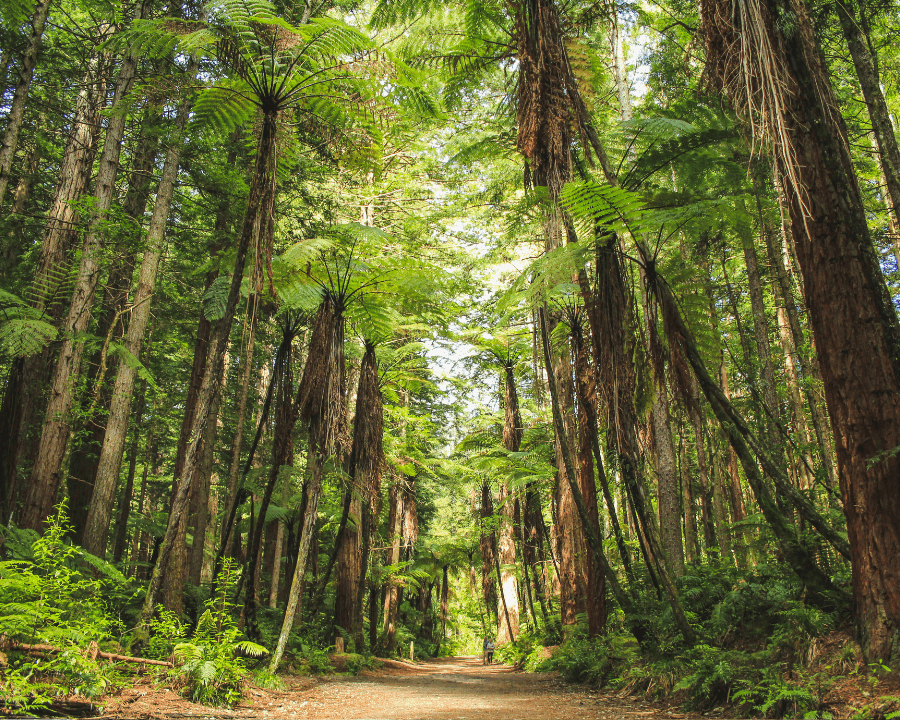 Redwoods Whakarewarewa Forest (Rotorua, North Island) (1)