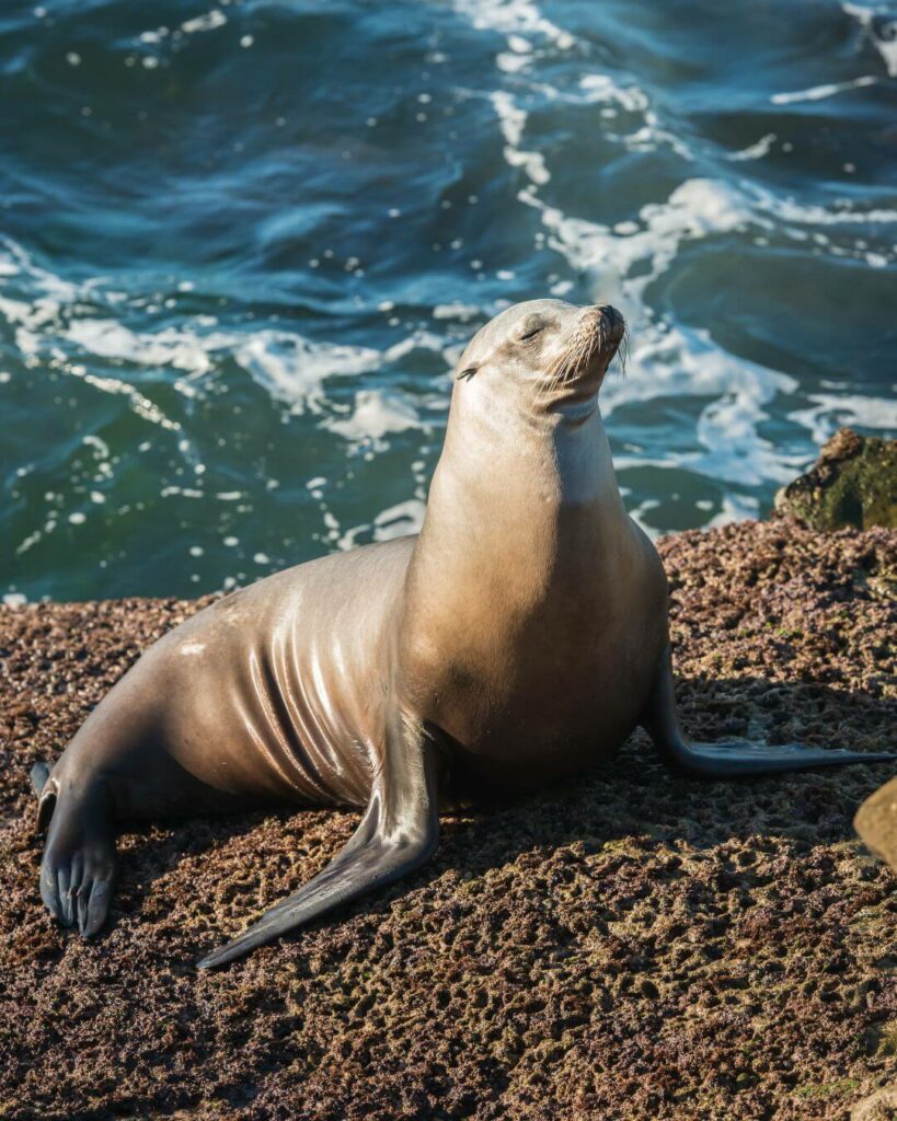 Sea lion at La Jolla Cove, California.