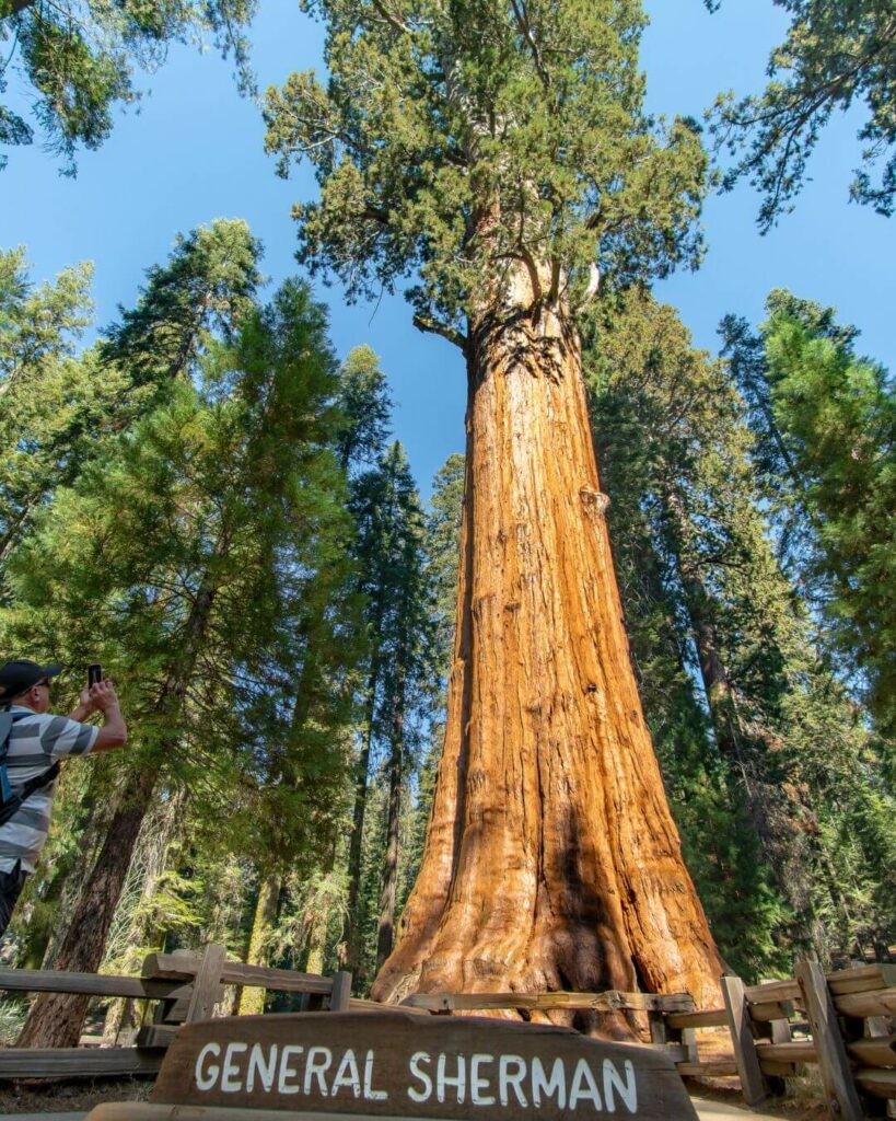 General Sherman Tree in California.