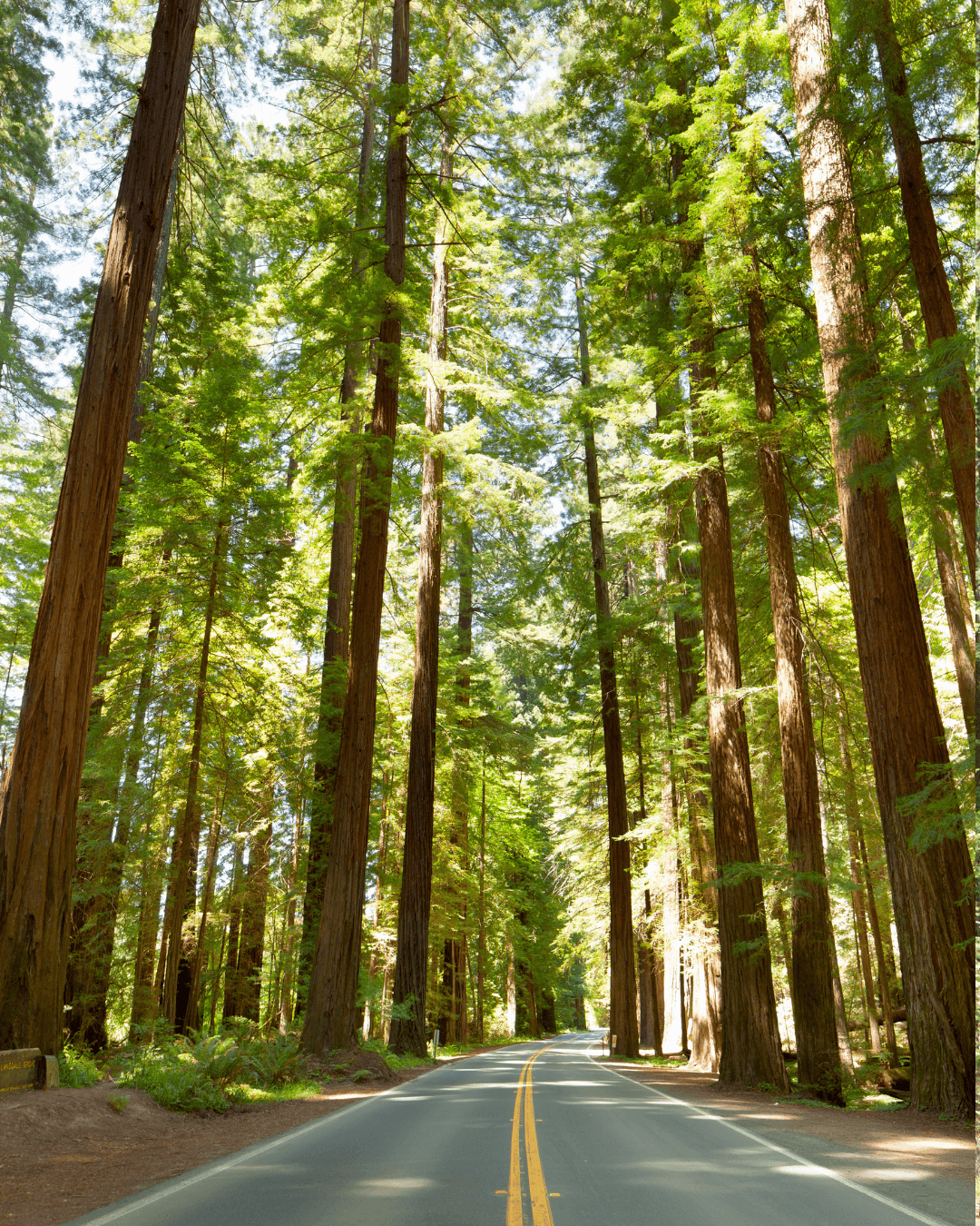 redwood